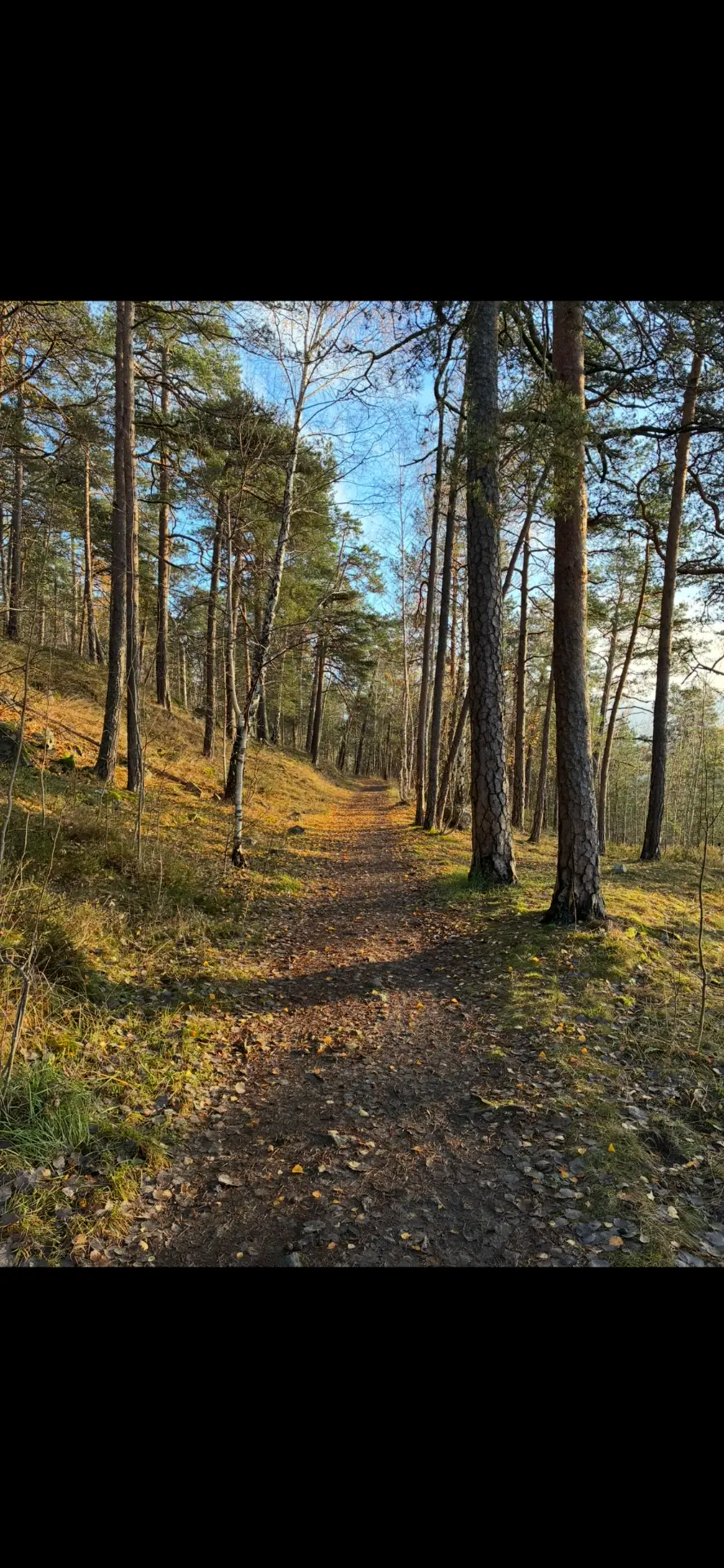 Skogssti mellom furutrær en solfylt høstdag